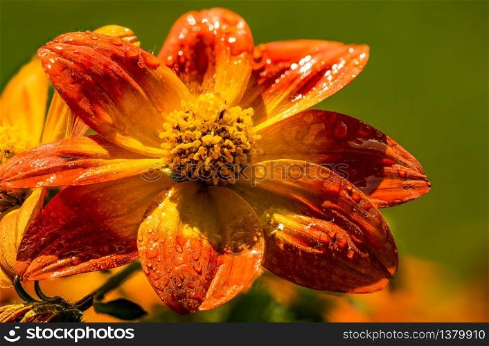 Beautiful orange flower in spring with green natural background wet from rain. Detailed macro photography.. Beautiful orange flower in spring with green natural background.