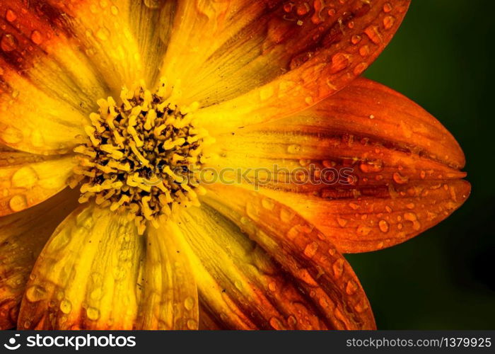 Beautiful orange flower in spring with green natural background wet from rain. Detailed macro photography.. Beautiful orange flower in spring with green natural background.