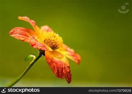Beautiful orange flower in spring with green natural background wet from rain. Detailed macro photography.. Beautiful orange flower in spring with green natural background.