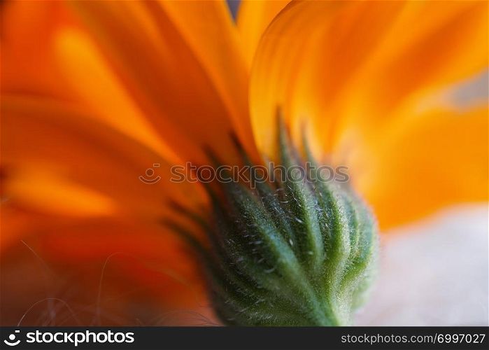 beautiful orange flower in the nature