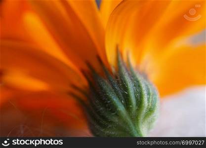 beautiful orange flower in the nature