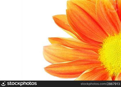 Beautiful orange flower isolated on white background