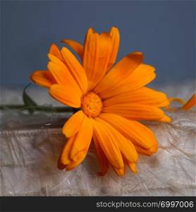 beautiful orange flower plant in the garden