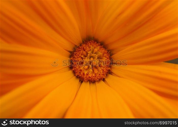 beautiful orange flower plant in the garden
