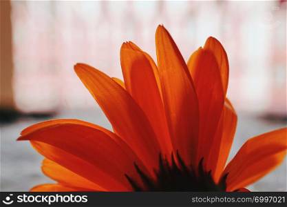 beautiful orange flower plant petals