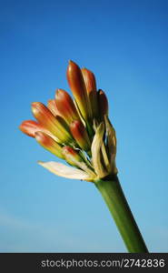 beautiful orange flower with blue sky background