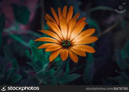 beautiful orange flowers in springtime