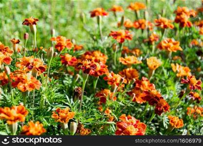 Beautiful orange flowers of tagetes