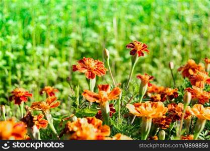 Beautiful orange flowers of tagetes