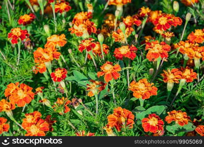 Beautiful orange flowers of tagetes