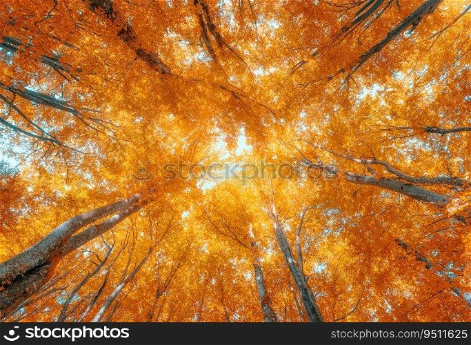 Beautiful orange forest at sunset in autumn. Colorful landscape with trees with red foliage, sunlight. Fairy woods in fall. Woodland in Croatia. Nature background. View up. Scenery