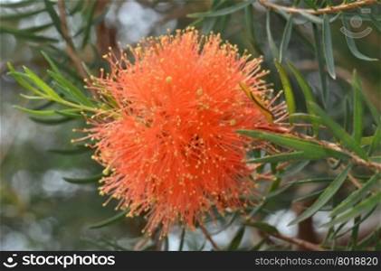 Beautiful orange Grevillea flowers surrounded by green leaves