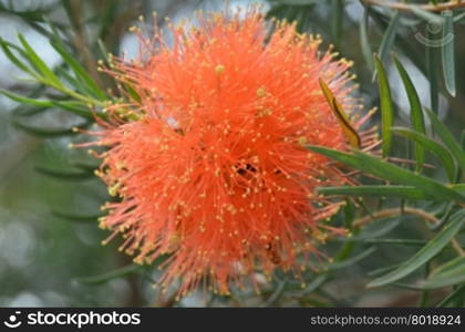 Beautiful orange Grevillea flowers surrounded by green leaves