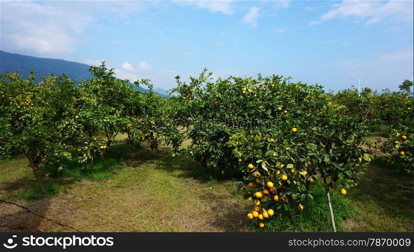 Beautiful orange groves of Taiwan on a sunny day. Beautiful orange groves