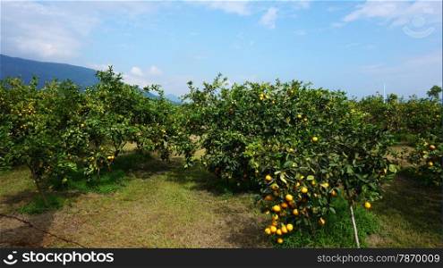 Beautiful orange groves of Taiwan on a sunny day. Beautiful orange groves