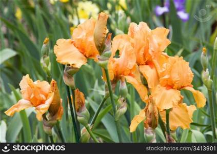 beautiful orange iris flower on flower-bed
