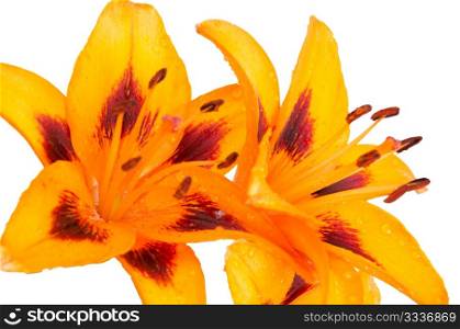 Beautiful orange lilies isolated on white background.