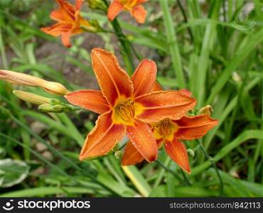 beautiful orange lily flowers, petals covered with drops of morning dew