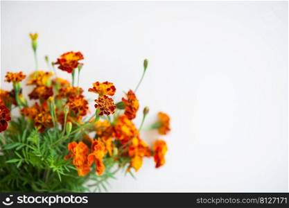 Beautiful orange marigolds on a beige background. Selective focus, noise. Ready banner for advertising. Place with copy space. Beautiful orange marigolds on a beige background. Selective focus, noise. Ready banner for advertising. Place with copy space.