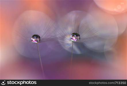 Beautiful Orange Nature Background.Amazing Spring Dandelion Flower.Water Drop.Macro Photo of Magic Flowers.Border Art Design.Extreme close up Photography.Conceptual Abstract Image.Fantasy Floral Art.Creative Artistic Wallpaper.Web Banner.Colorful.