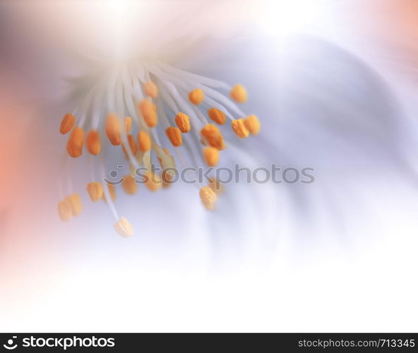 Beautiful Orange Nature Background.Colorful Artistic Wallpaper.Natural Macro Photography.Beauty in Nature.Creative Floral Art.Tranquil nature closeup view.Blurred space for your text.Abstract Spring Jasmine Flowers.Copy Space.Wedding Invitation.