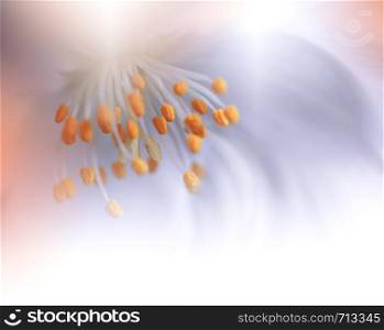 Beautiful Orange Nature Background.Colorful Artistic Wallpaper.Natural Macro Photography.Beauty in Nature.Creative Floral Art.Tranquil nature closeup view.Blurred space for your text.Abstract Spring Jasmine Flowers.Copy Space.Wedding Invitation.