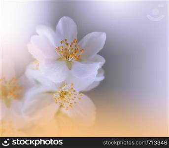 Beautiful Orange Nature Background.Colorful Artistic Wallpaper.Natural Macro Photography.Beauty in Nature.Creative Floral Art.Tranquil nature closeup view.Blurred space for your text.Abstract Spring Jasmine Flowers.Copy Space.Wedding Invitation.