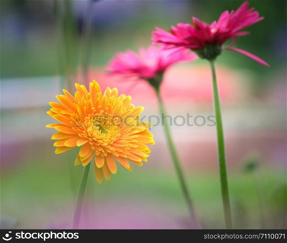 Beautiful orange, pink and yellow gerbera daisy flower in the garden for spring and valentine holiday.