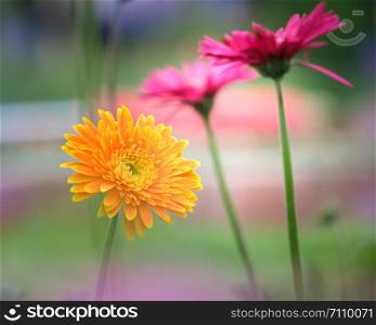 Beautiful orange, pink and yellow gerbera daisy flower in the garden for spring and valentine holiday.