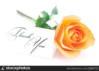 beautiful orange rose and a card with the words thank you isolated on white