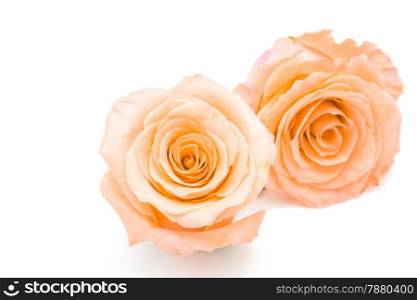 Beautiful orange rose flower, isolated on white background