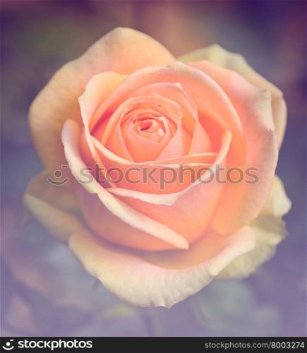 Beautiful orange rose in retro filtered color