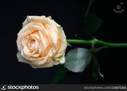 beautiful orange rose macro closeup on black