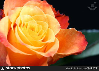 beautiful orange rose macro closeup on black