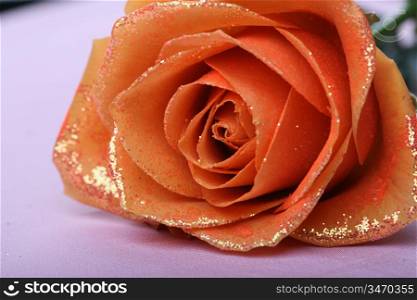 beautiful orange rose with golden decoration