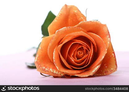 beautiful orange rose with golden decoration