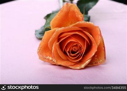 beautiful orange rose with golden decoration