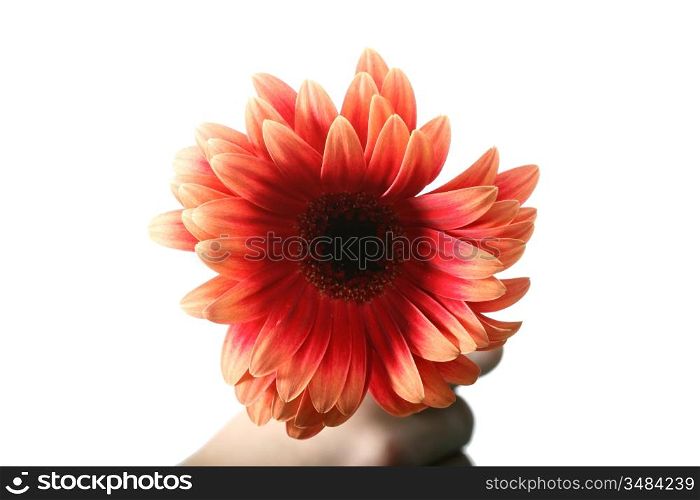 beautiful orange spring flower close-up