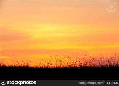 Beautiful orange sunset with the silhouette of wheat