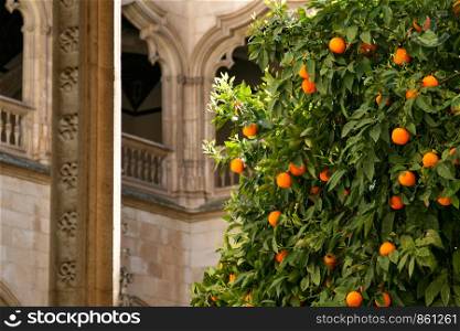 Beautiful orange tree stands in courtyard of cloister with Gothic style