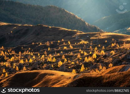 Beautiful orange trees on mountain hills at sunset in autumn in Dolomites, Italy. Landscape with rolling hills with orange forest and grass, alpine meadows, gold sunlight in fall. Alps. Nature