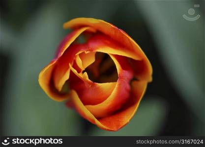 Beautiful orange tulip