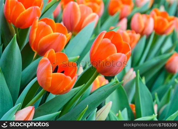 Beautiful orange tulip blossom in field