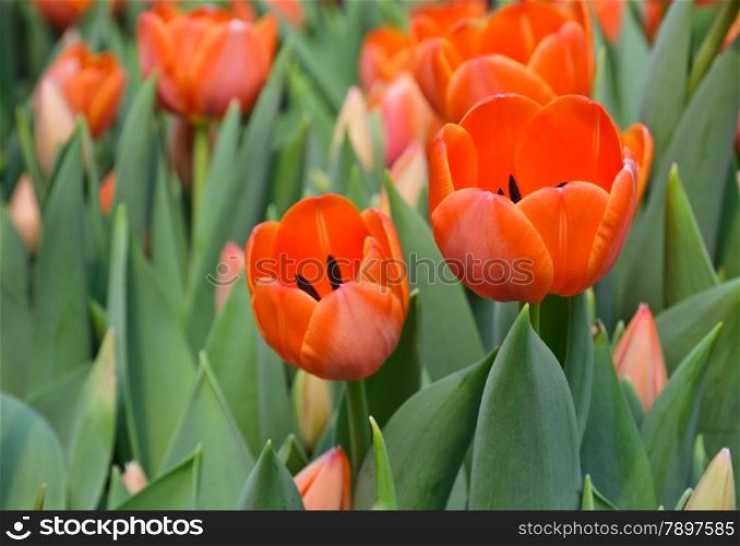 Beautiful orange tulip blossom in field