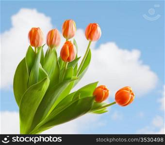 Beautiful orange tulips against the sky.Shallow focus