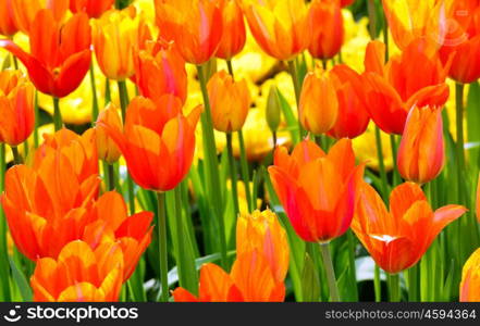 Beautiful orange tulips closeup in spring park.