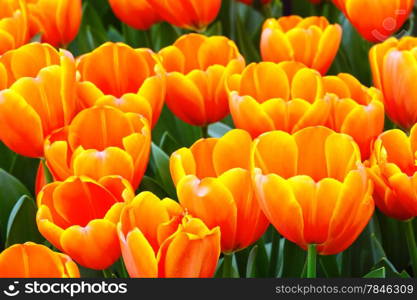Beautiful orange tulips closeup in spring park (nature background).