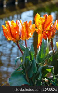 Beautiful orange tulips closeup near pond in spring park.