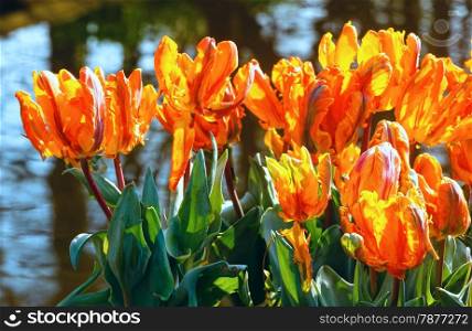 Beautiful orange tulips closeup near pond in spring park.
