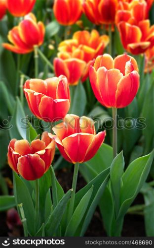 Beautiful orange tulips flower with green leaves grown in garden. orange tulips flower